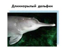 Дельфины, слайд 12