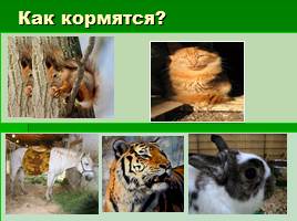 Животные КБР, слайд 6