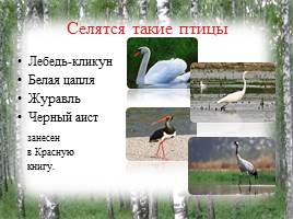Исследование природных зон Красногорского района Брянской области, слайд 6