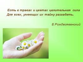 Создание условий в ДОУ для ознакомления с лекарственными растениями Урала, слайд 2