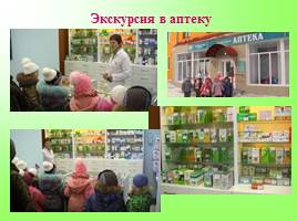 Создание условий в ДОУ для ознакомления с лекарственными растениями Урала, слайд 21