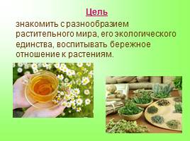 Создание условий в ДОУ для ознакомления с лекарственными растениями Урала, слайд 3