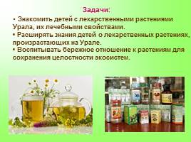 Создание условий в ДОУ для ознакомления с лекарственными растениями Урала, слайд 4