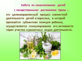 Создание условий в ДОУ для ознакомления с лекарственными растениями Урала, слайд 5