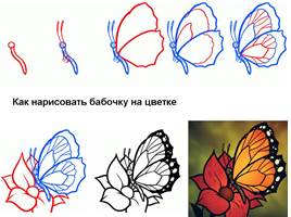 Бабочки - красавицы, слайд 15