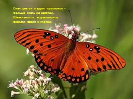 Бабочки - красавицы, слайд 2