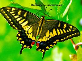 Бабочки - красавицы, слайд 3
