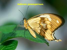 Бабочки - красавицы, слайд 4