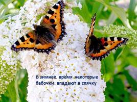 Бабочки - красавицы, слайд 6