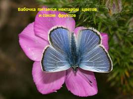 Бабочки - красавицы, слайд 7
