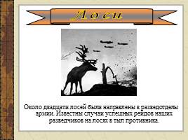 Классный час «Животные во время ВОВ», слайд 16