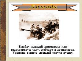 Классный час «Животные во время ВОВ», слайд 3