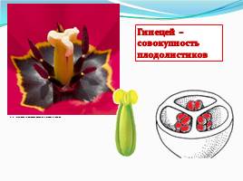 Спорогенез и гаметогенез у цветковых растений, слайд 11