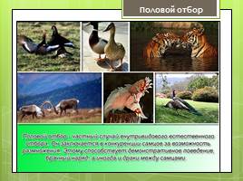 Естественный отбор - главная движущая сила эволюции, слайд 16