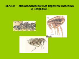 Эти удивительные насекомые, слайд 8