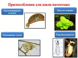 Растения-хищники, слайд 2