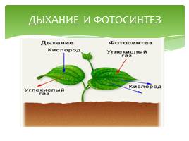 Функции листа в жизни растения, слайд 2