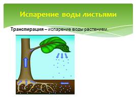 Функции листа в жизни растения, слайд 7