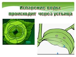 Функции листа в жизни растения, слайд 8
