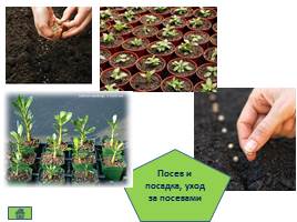 Приемы выращивания культурных растений - Мелиорация, слайд 8