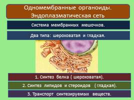 Эукариотическая клетка, слайд 10