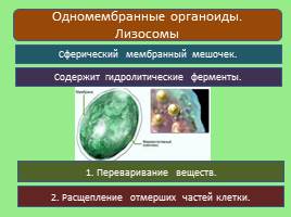 Эукариотическая клетка, слайд 12