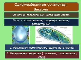 Эукариотическая клетка, слайд 13