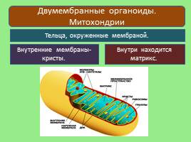 Эукариотическая клетка, слайд 14