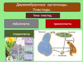 Эукариотическая клетка, слайд 16