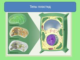 Эукариотическая клетка, слайд 17