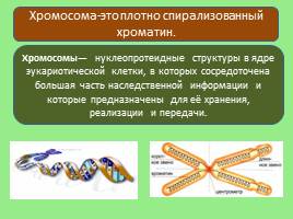 Эукариотическая клетка, слайд 23