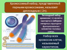 Эукариотическая клетка, слайд 25