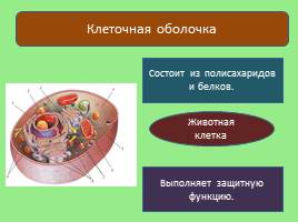 Эукариотическая клетка, слайд 27