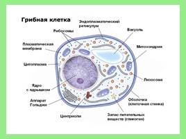 Эукариотическая клетка, слайд 28