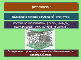 Эукариотическая клетка, слайд 6