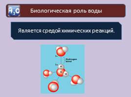 Химический состав клетки, слайд 14