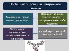 Реализация наследственной информации в клетке -  Биосинтез белка, слайд 10