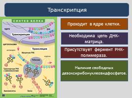 Реализация наследственной информации в клетке -  Биосинтез белка, слайд 11