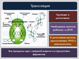 Реализация наследственной информации в клетке -  Биосинтез белка, слайд 12