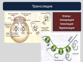 Реализация наследственной информации в клетке -  Биосинтез белка, слайд 14