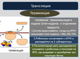 Реализация наследственной информации в клетке -  Биосинтез белка, слайд 17