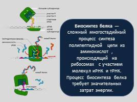 Реализация наследственной информации в клетке -  Биосинтез белка, слайд 8