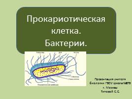 Презентация Прокариотическая клетка - Бактерии