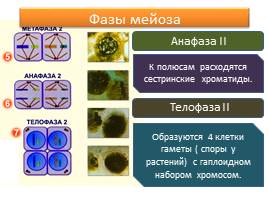 Образование половых клеток - Мейоз, слайд 8