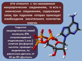 Нуклеиновые кислоты - АТФ, слайд 12