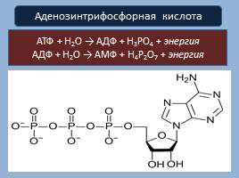 Нуклеиновые кислоты - АТФ, слайд 13