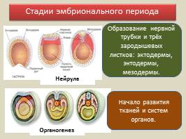 Индивидуальное развитие организмов - Онтогенез человека - Репродуктивное здоровье, слайд 6