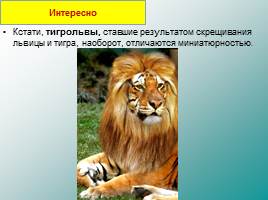 Классификация животных, слайд 14