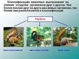 Классификация животных, слайд 20