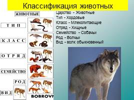 Классификация животных, слайд 30
